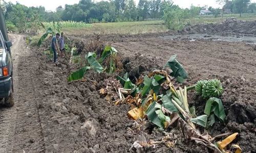 Warga Sragen Divonis Hukuman Percobaan 2 Bulan karena Rusak Kebun Tetangga