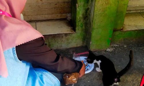 SCS Gelar Aksi Beri Makan dan Periksa Kesehatan Kucing Telantar Se-Soloraya