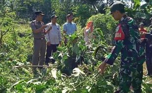 Ramai-ramai Memusnahkan Tanaman Kecubung, Si Penyebab Mabuk dan Halusinasi