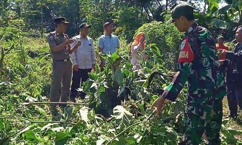 Ramai-ramai Memusnahkan Tanaman Kecubung, Si Penyebab Mabuk dan Halusinasi