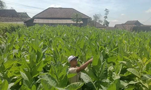 Capai 22.000 Ton, Limbah Batang Tembakau di Boyolali Diubah Jadi Biopestisida