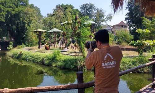 190 Fotografer Ikuti Kompetisi Memotret Aktivitas Satwa Solo Safari