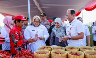 BI Solo dan Pemkab Sragen Panen Cabai Hasil Teknologi Ramah Lingkungan