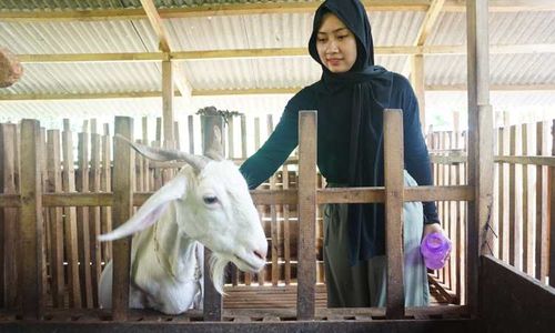 Peluangnya Besar, Peternak Muda Wonogiri Rintis Usaha Ternak dan Susu Kambing