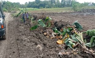 Kebun Pisang Dirusak untuk Pelebaran Jalan, Petani di Sragen Lapor Polisi