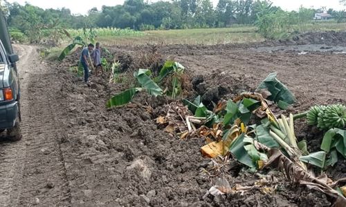 Kebun Pisang Dirusak untuk Pelebaran Jalan, Petani di Sragen Lapor Polisi