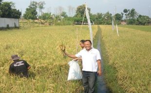 337 KPL di Sragen Diimbau Segera Salurkan Pupuk Bersubsidi ke Petani