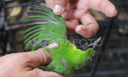 Dimasukkan ke Botol Plastik, Penumpang Pesawat Selundupkan Cucak Hijau ke Jogja