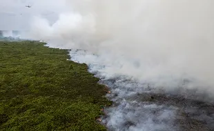 Upaya Pemadaman Karhutla di Muaro Jambi, 1.000 Hektare Lahan di 3 Desa Hangus