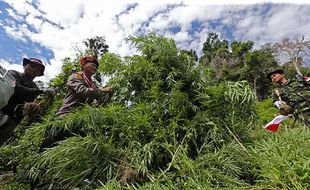 BNN Musnahkan Ladang Ganja Seluas 2 Hektare di Aceh Besar