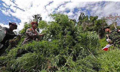 BNN Musnahkan Ladang Ganja Seluas 2 Hektare di Aceh Besar