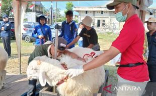 Ratusan Ekor Domba dari Berbagai Daerah Ikuti Kontes Nasional di Magelang