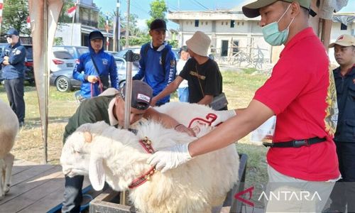 Ratusan Ekor Domba dari Berbagai Daerah Ikuti Kontes Nasional di Magelang