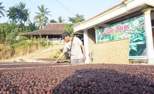 Harga Jual Sedang Tinggi Capai Rp85.000/Kg, Panen Kopi di Wonogiri Malah Turun