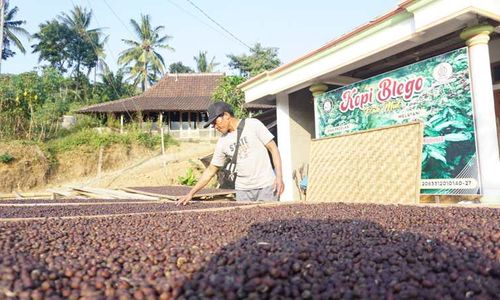 Harga Jual Sedang Tinggi Capai Rp85.000/Kg, Panen Kopi di Wonogiri Malah Turun