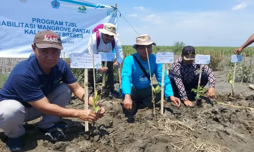 Cegah Abrasi Pantai, PLN Merehabilitasi Mangrove di Kaliwlingi Brebes