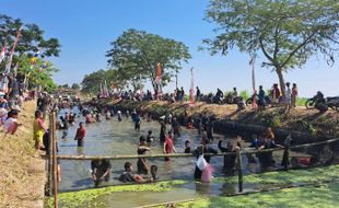 Ratusan Warga Bawak Klaten Nyebur ke Sungai Tangkap Bawal Pakai Tangan Kosong