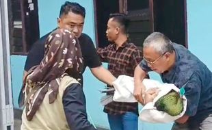 Berkeliaran di Donomulyo Kulonprogo, Burung Merak Hijau Dievakuasi BKSDA Jogja