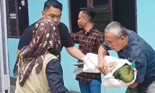 Berkeliaran di Donomulyo Kulonprogo, Burung Merak Hijau Dievakuasi BKSDA Jogja