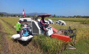 Terapkan Sistem Jarwo, Hasil Panen Padi Petani Cawas Klaten Tambah 1,5 Ton/Ha