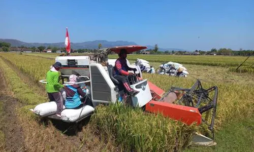 Terapkan Sistem Jarwo, Hasil Panen Padi Petani Cawas Klaten Tambah 1,5 Ton/Ha