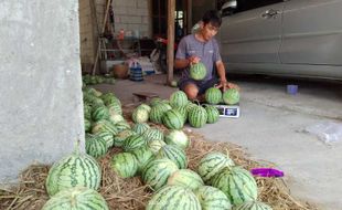 Kemarau, Petani Pracimantoro Wonogiri Raup Jutaan Rupiah dari Panen Semangka