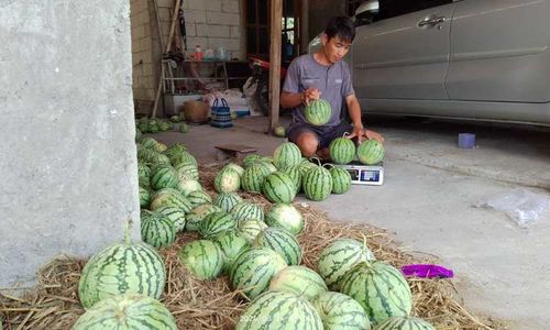 Kemarau, Petani Pracimantoro Wonogiri Raup Jutaan Rupiah dari Panen Semangka