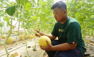 Kisah Sukses Petani Muda Wonogiri Raup Puluhan Juta Rupiah Berkat Melon