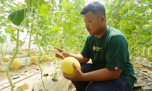 Kisah Sukses Petani Muda Wonogiri Raup Puluhan Juta Rupiah Berkat Melon