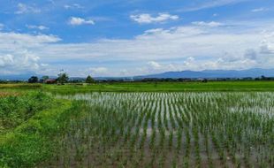 Petani Sukoharjo Kawal Kesepakatan Suplai Air Lahan Pertanian