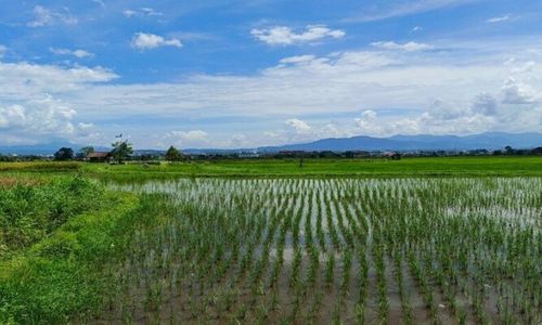 Petani Sukoharjo Kawal Kesepakatan Suplai Air Lahan Pertanian