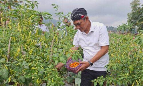 Panen Raya, Harga Cabai di Pasaran Karanganyar Turun 