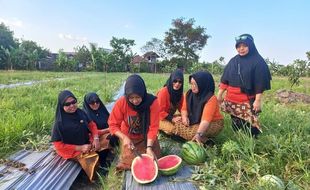 Panen Perdana, Ratusan Warga Ponggok Klaten Bancakan 3 Ton Semangka