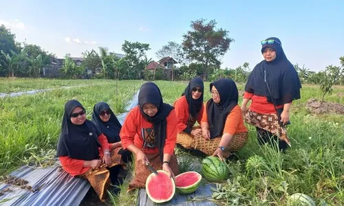 Panen Perdana, Ratusan Warga Ponggok Klaten Bancakan 3 Ton Semangka