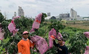 Wisata Edukasi Pilihan di Rembang: Edupark & Kebun Hortikultura Semen Gresik