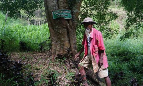 Berkat Mbah Sadiman & Pohon Beringinnya, Bulukerto Wonogiri Tak Pernah Kering