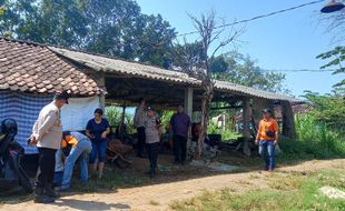 Sampel 5 Sapi Mati Mendadak di Gunungpati Semarang Dikirim ke Laboratorium