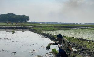 Air Waduk Cengklik Boyolali Menyusut, Warga Manfaatkan untuk Tanam Padi