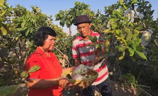 Inspiratif, Pasangan Lansia Boyolali Kompak Budidayakan Jambu Madu Deli