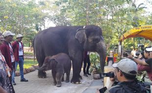 Kenalkan! Rocky Balboa, Anak Gajah yang Baru Lahir di Kebun Binatang Surabaya