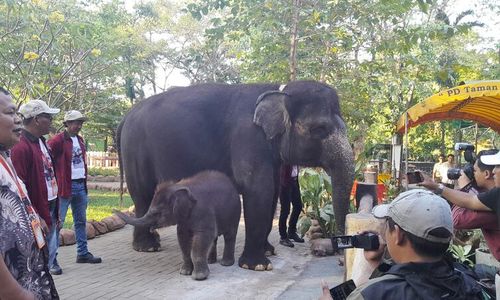 Kenalkan! Rocky Balboa, Anak Gajah yang Baru Lahir di Kebun Binatang Surabaya