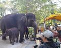 Kenalkan! Rocky Balboa, Anak Gajah yang Baru Lahir di Kebun Binatang Surabaya