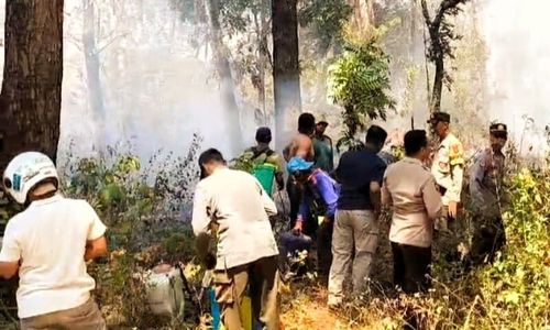 Hutan Jati di Ngawi Kebakaran, Nyaris Bakar Tumpukan Kayu Milik Perhutani