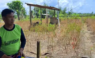 Lahan Cabai Seluas 100 Hektare di Bantul Diserang Patek, Petani Rugi Besar