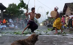 Tradisi Grudug Langsat saat Hari Raya Galungan di Karangasem Bali