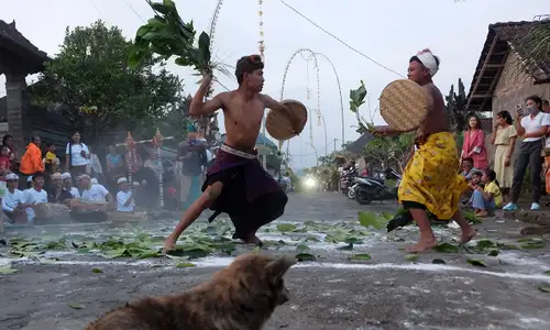 Tradisi Grudug Langsat saat Hari Raya Galungan di Karangasem Bali