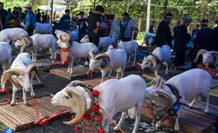 Kontes Ternak di Tasikmalaya, Tampilkan Ratusan Domba dan Sapi