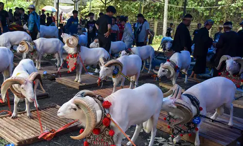 Kontes Ternak di Tasikmalaya, Tampilkan Ratusan Domba dan Sapi