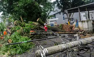 Hujan dan Angin Kencang Terjang Lebak, Sejumlah Pohon Besar Tumbang