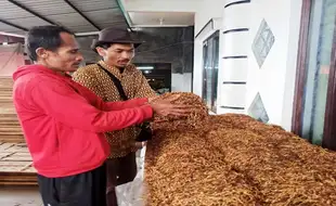 Mengulik Program Kemitraan Distanbun Jateng yang Bikin Petani Tembakau Semringah